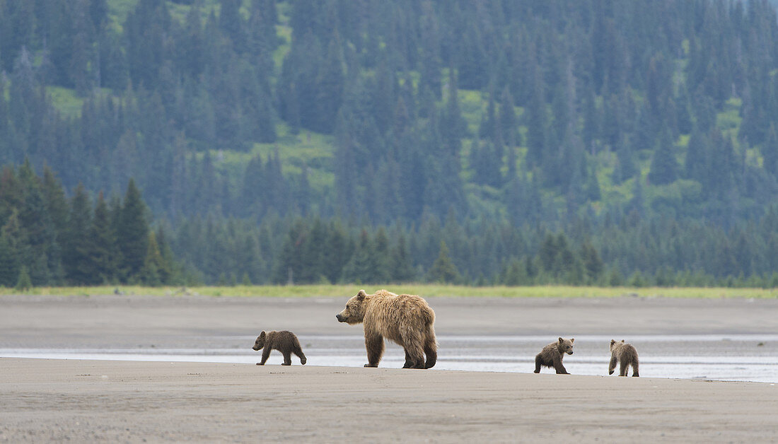 Brown Bear Female With Cubs