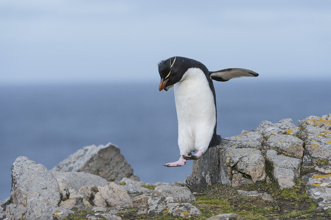 Rockhopper Penguin Hopping on Rocks
