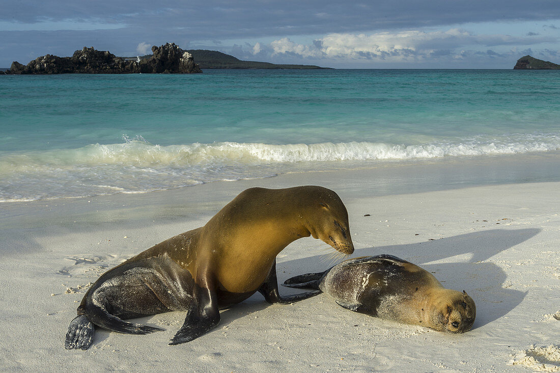 Galapagos sea lions on the beach