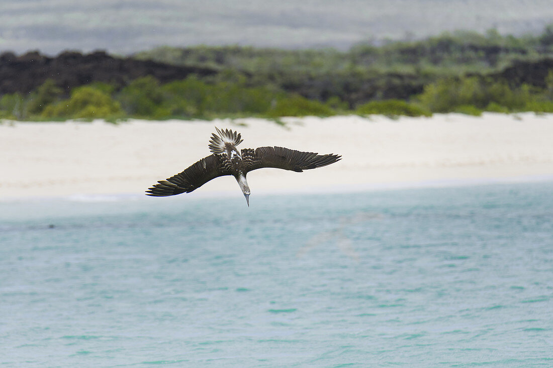 Blue-Footed Booby Diving