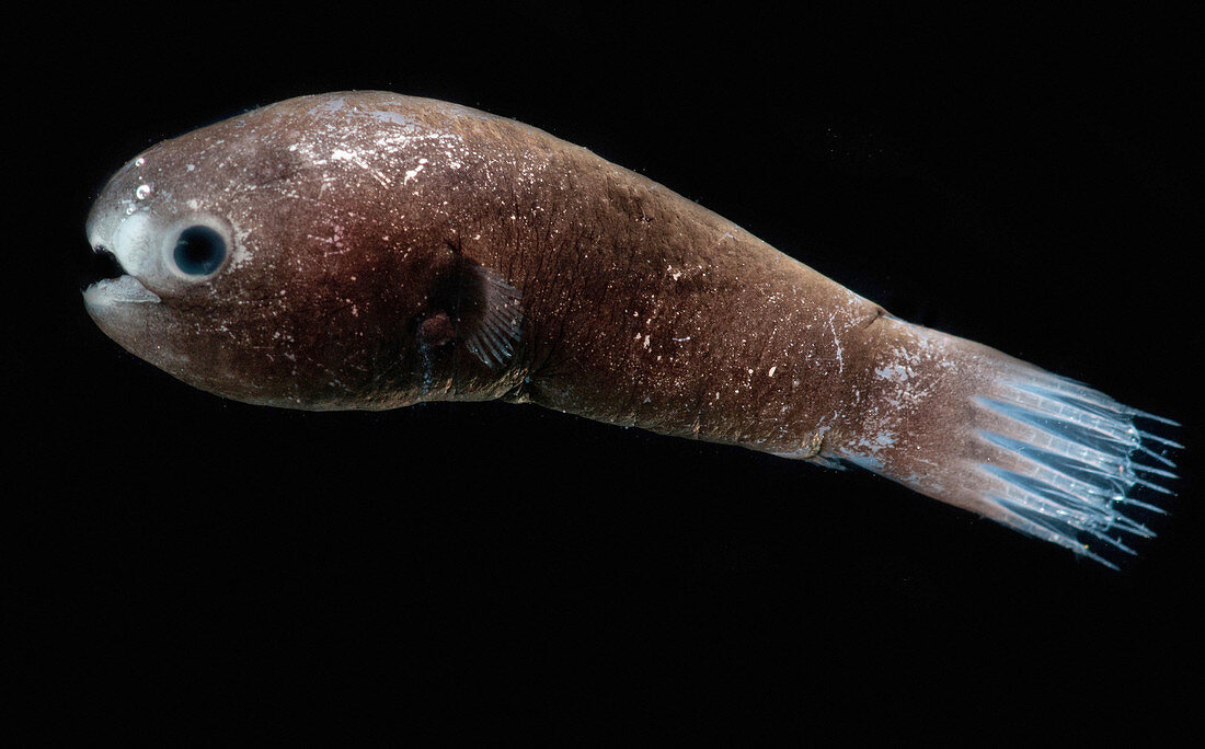 Male Anglerfish