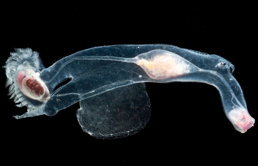 Heteropod Mollusk
