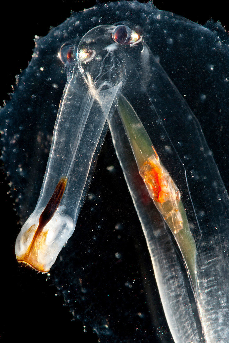 Heteropod Mollusk