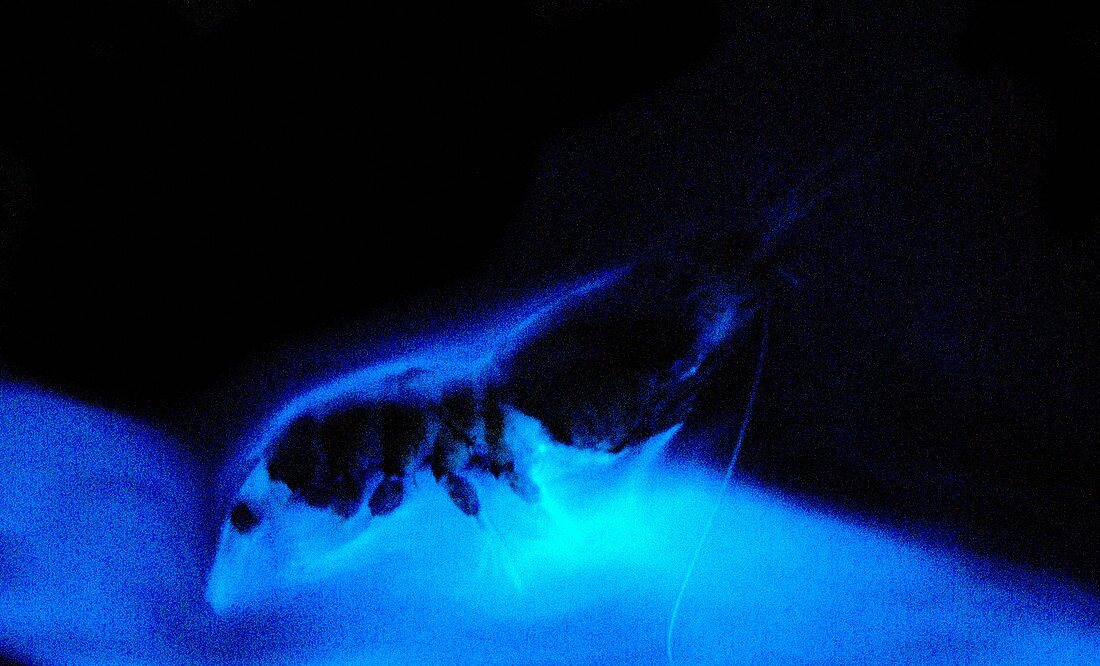Bioluminescent Cloud released by Shrimp