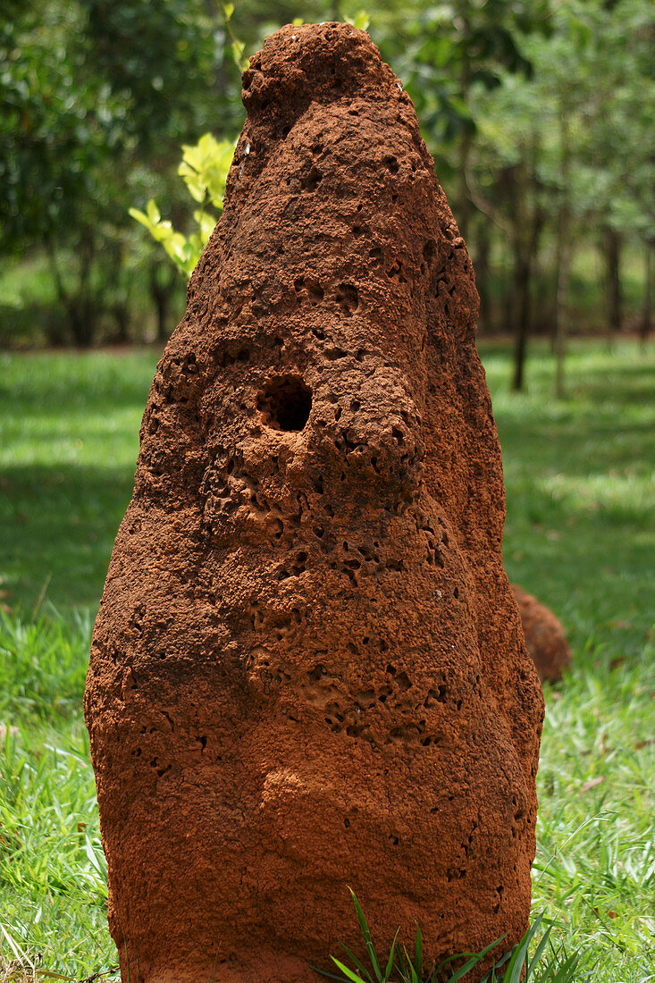 Termite mound in Brazil