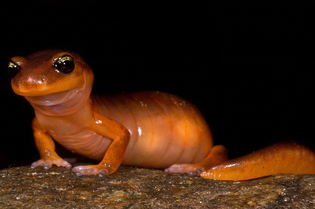 Yellow-eye Ensatina Salamander