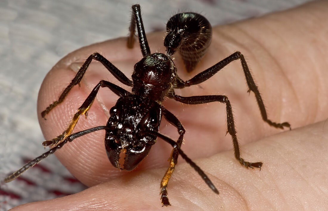 Bullet Ant on Hand