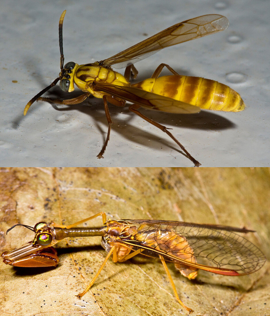 Wasp-mimic Mantispid