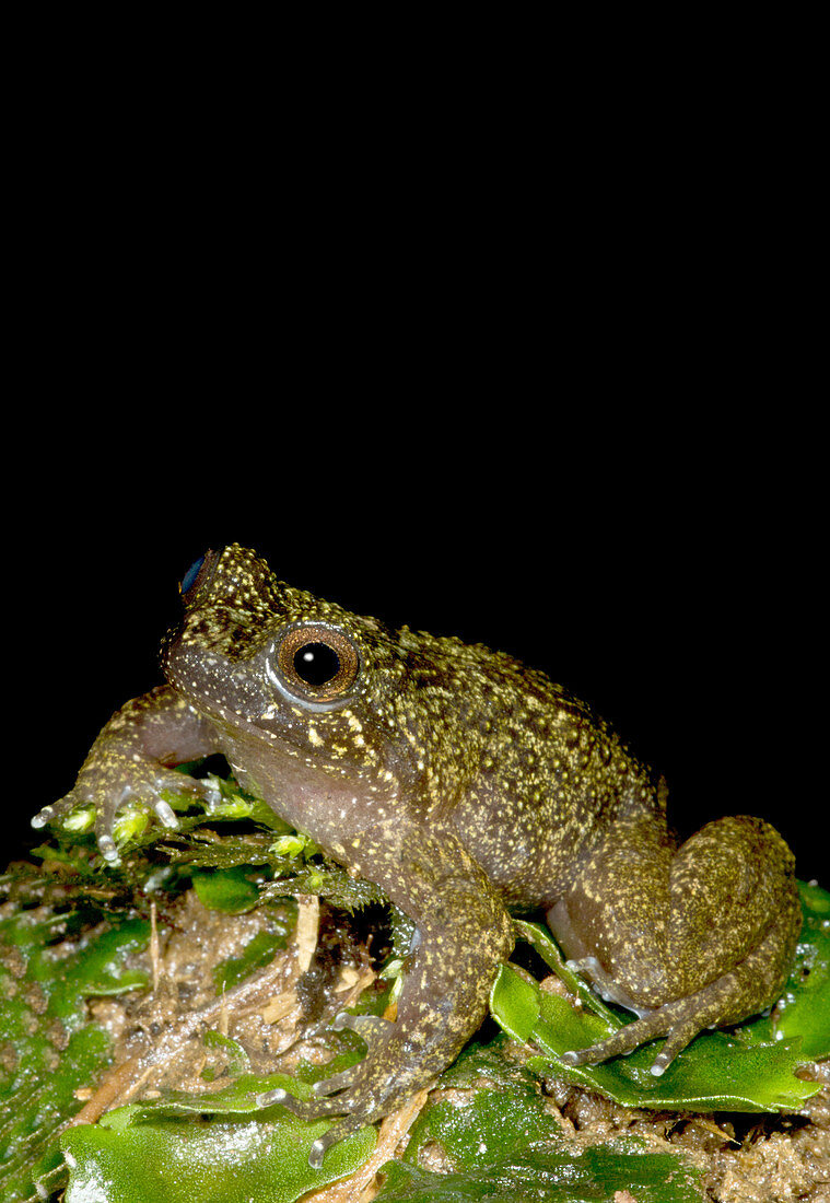 Mehuan Green Frog