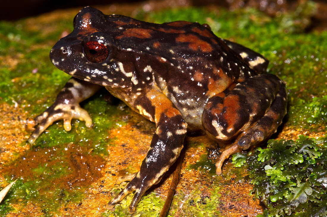 Rosy Ground Frog