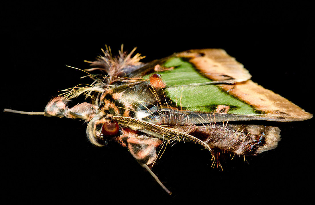 Cryptic Noctuid Moth