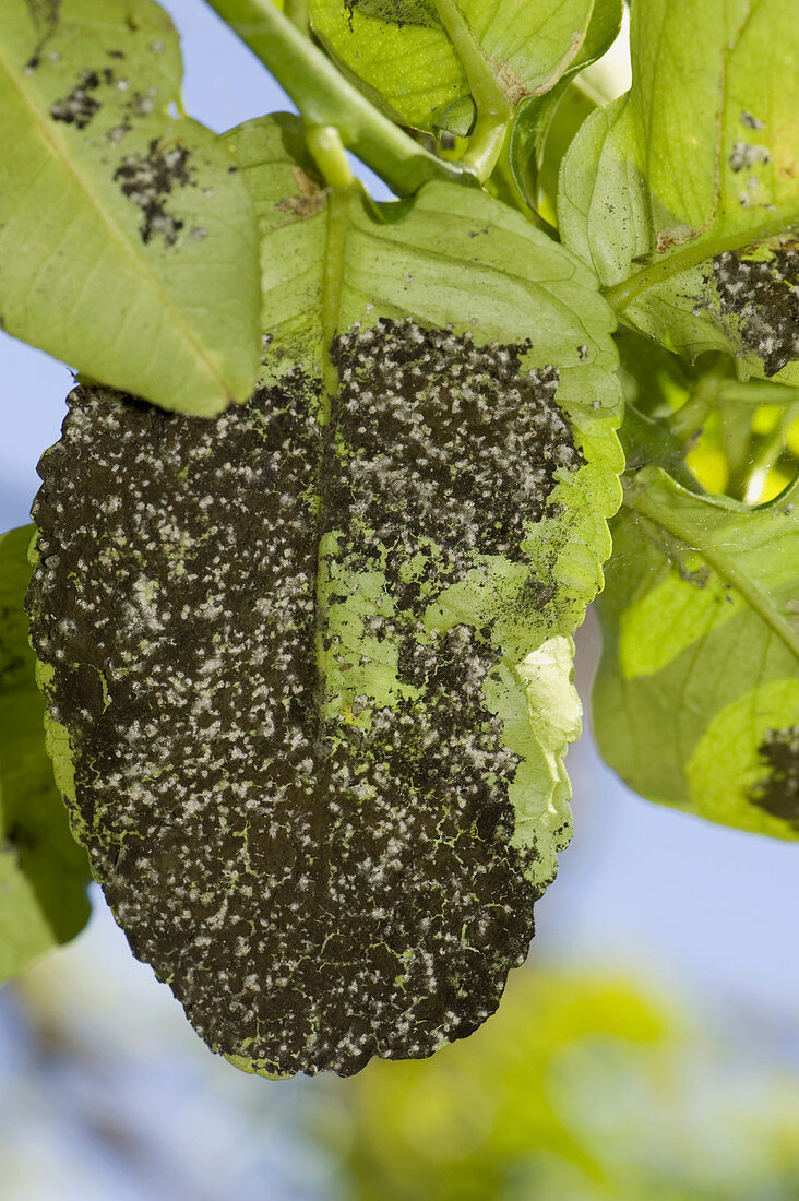 Wooly Whitefly & Sooty Mold