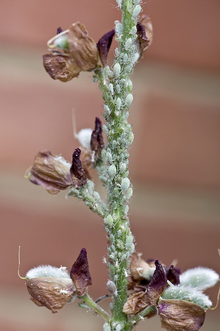 Lupin Aphids