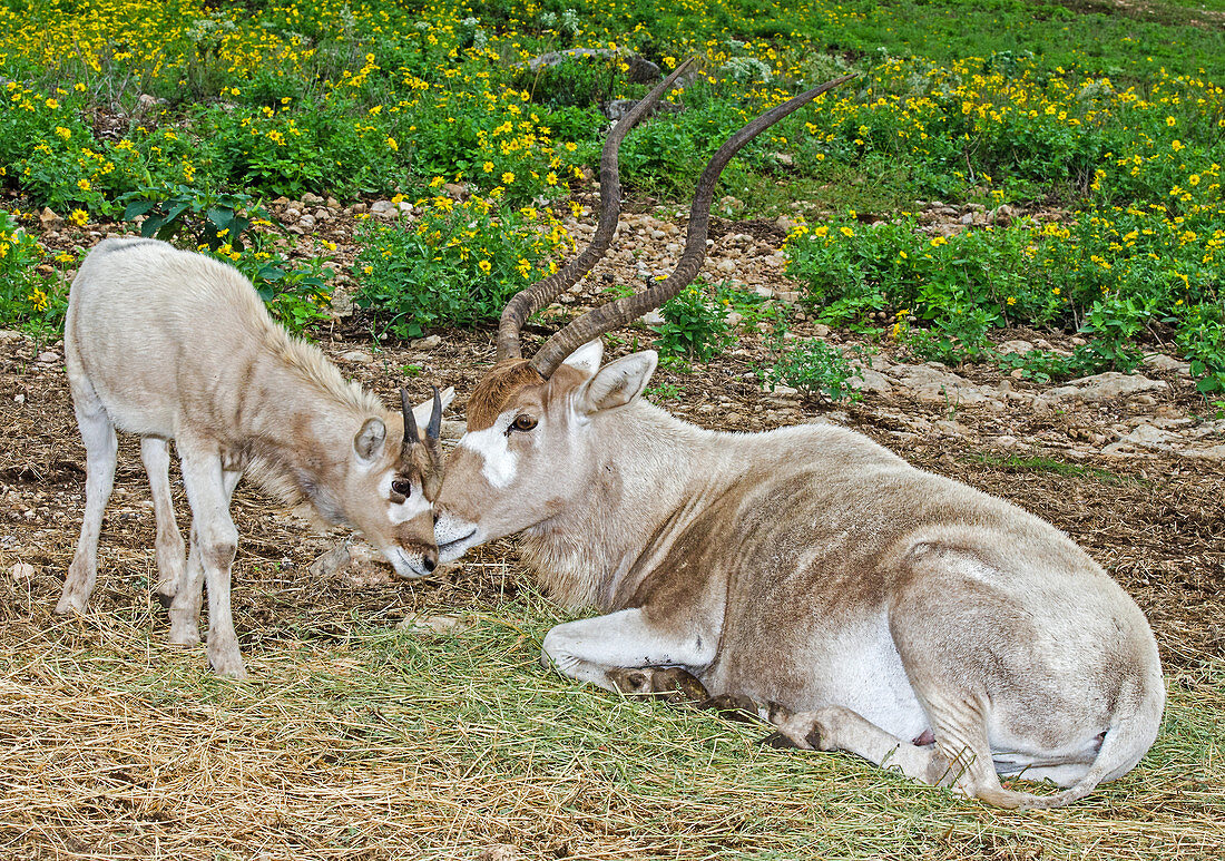 Addax Adult and Juvenile