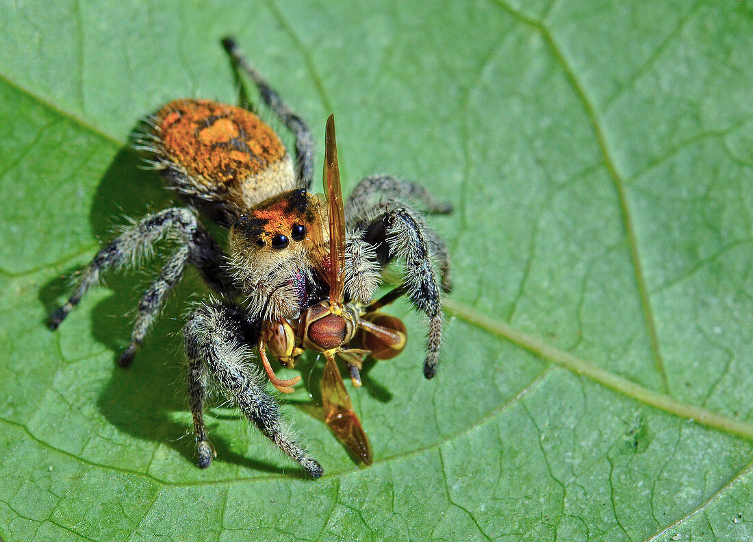 Regal Jumping Spider eating Polistes wasp