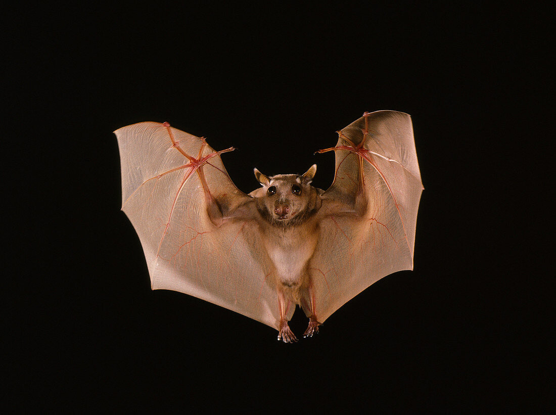 Little epauletted fruit bat (E. minor)