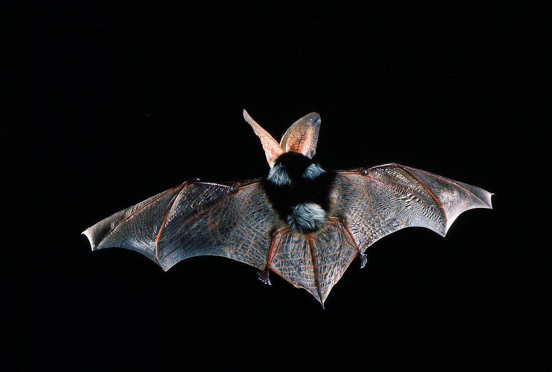 Spotted bat (Euderma maculatum)