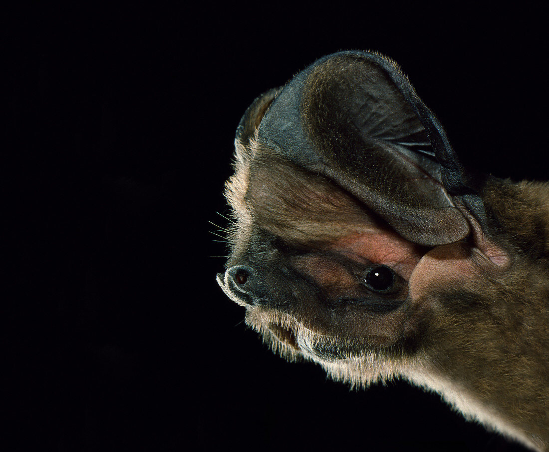 Western mastiff bat