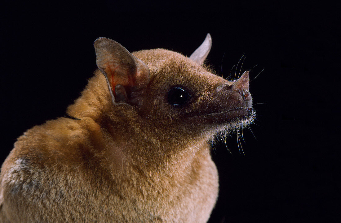 Lesser long-nosed bat (L. yerbabuenae)