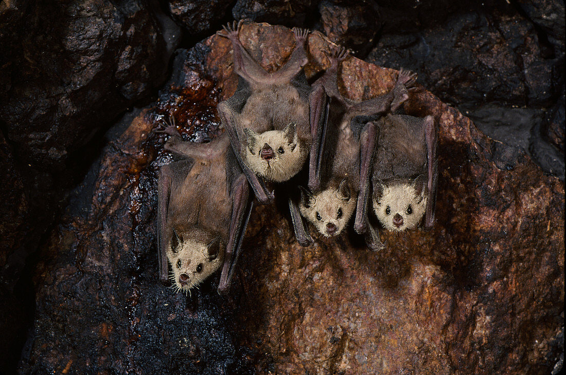 Lesser long-nosed bats roosting in cave