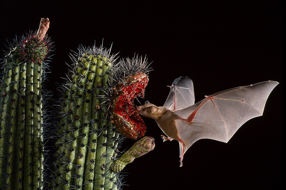 Lesser long-nosed bat at cardon cactus fruit