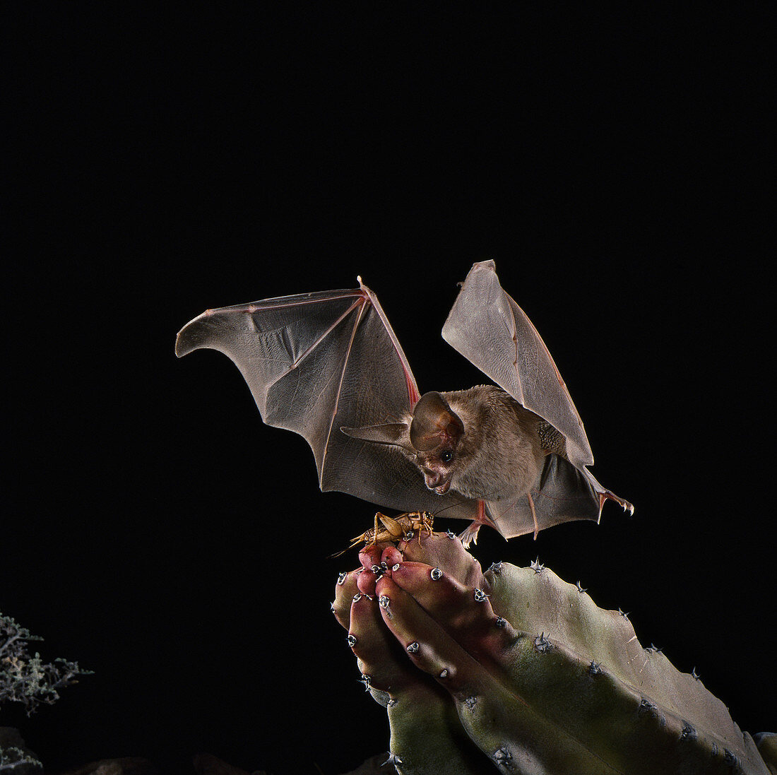 California leaf-nosed bat catches cricket