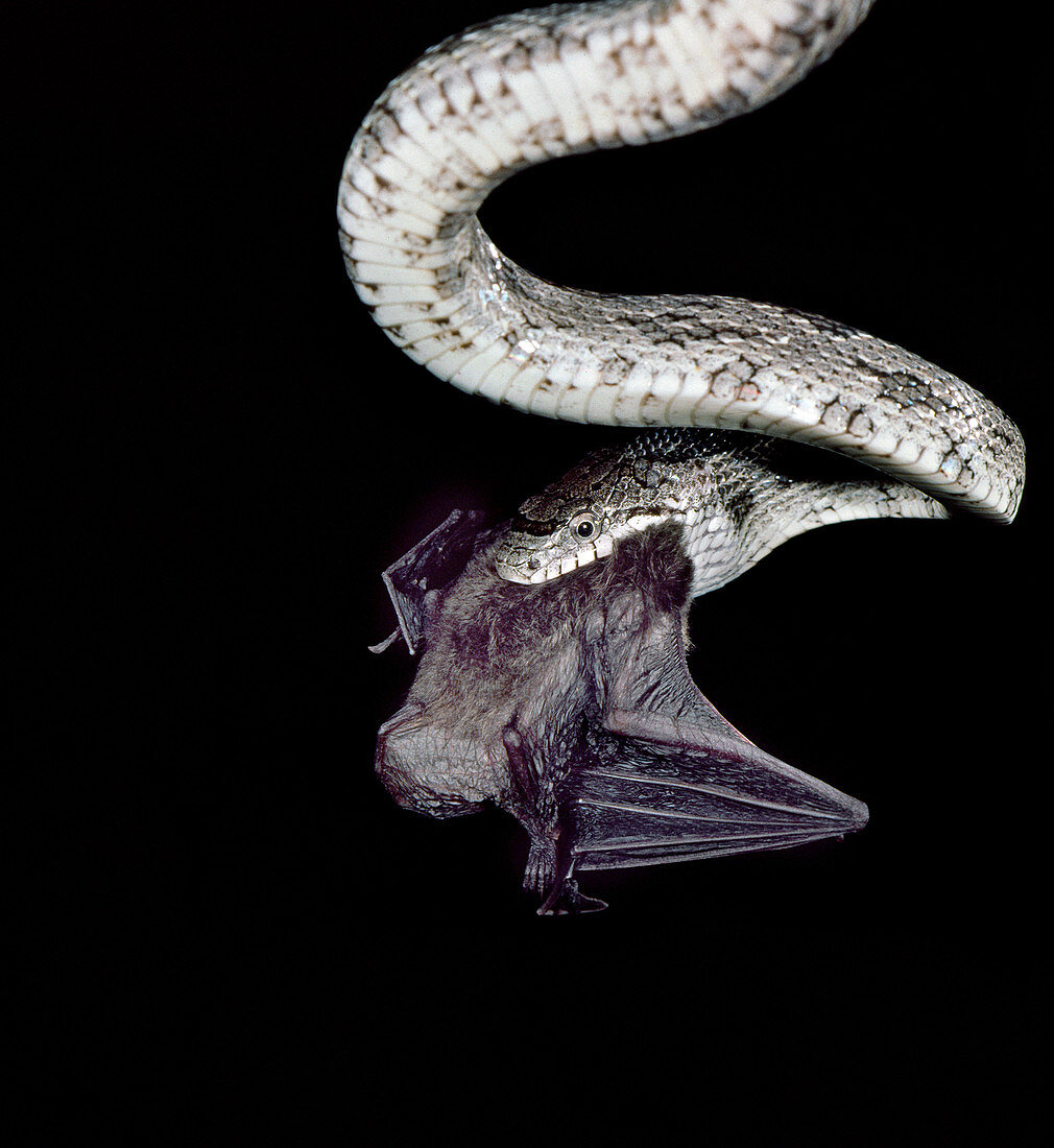 Southern myotis eaten by grey rat snake