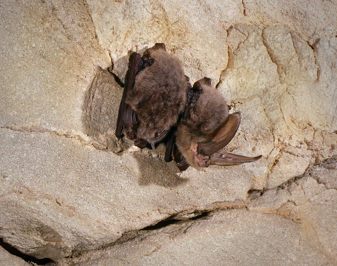Virginia big-eared bats (C. t. virginianus)