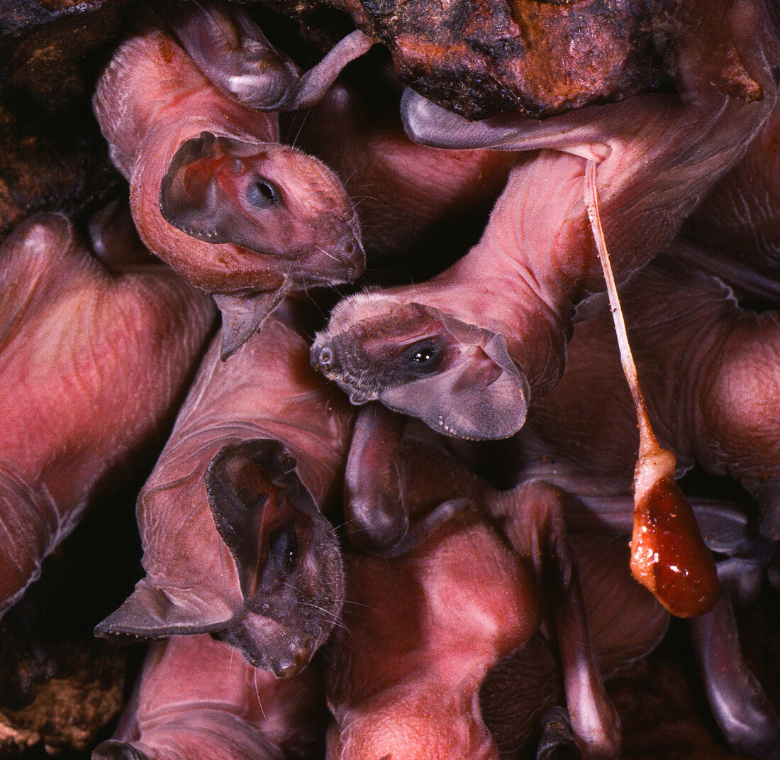 Newborn Free-tailed Bats