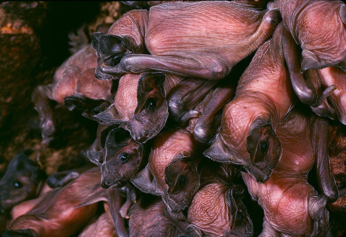 Baby Brazilian free-tailed bats