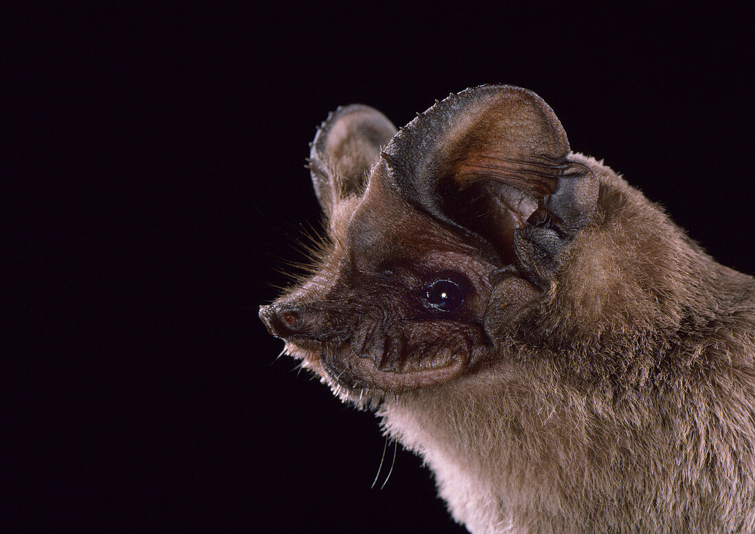 Brazilian free-tailed bat (T. brasiliensis)