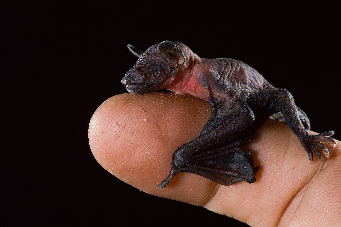 Newborn fringed myotis bat (M. thysanodes)
