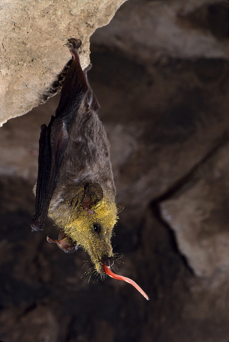 Mexican long-tongued bat (C. mexicana)
