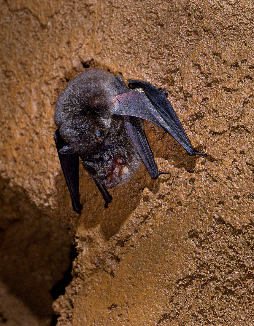Grey myotis bats mating