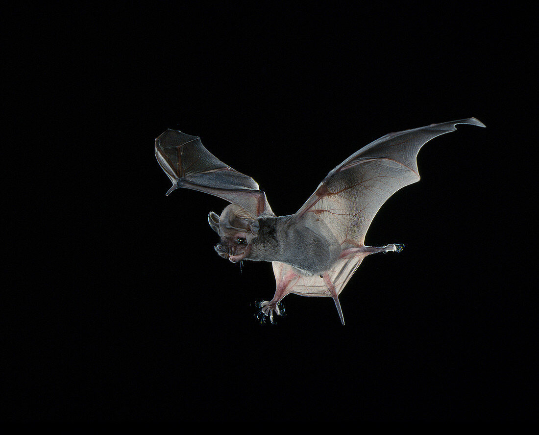 Pocketed free-tailed bat (N. femorosaccus)