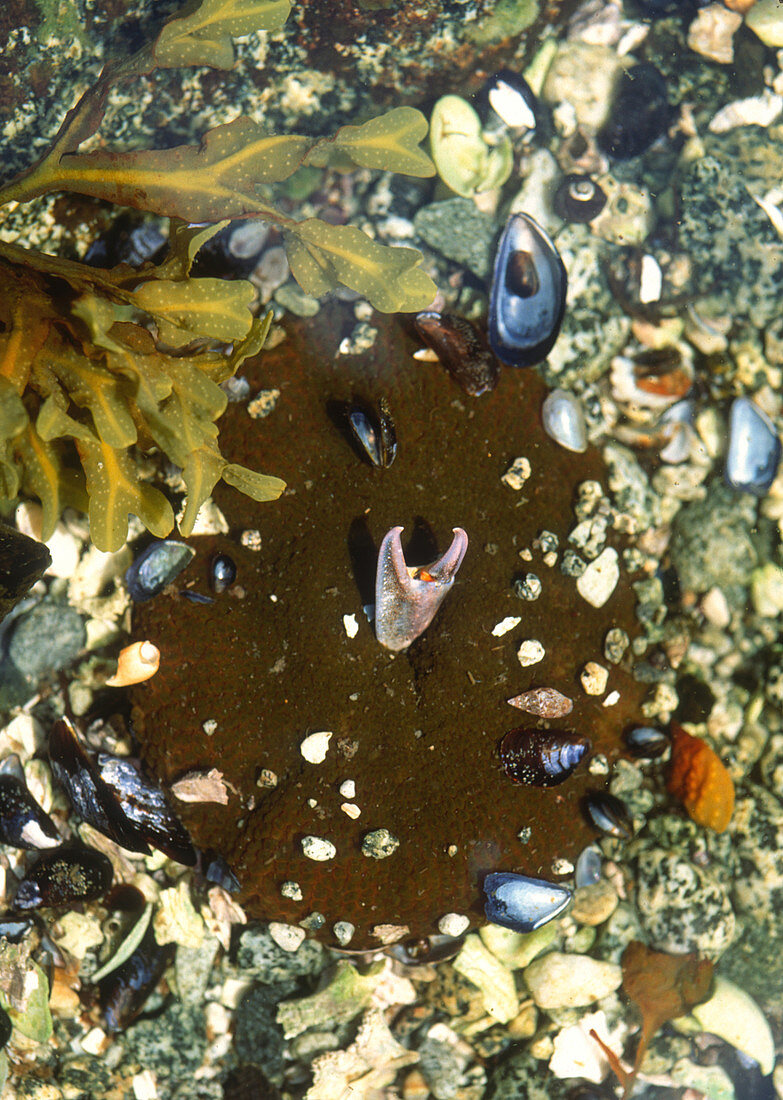 Anemone Eating Crab