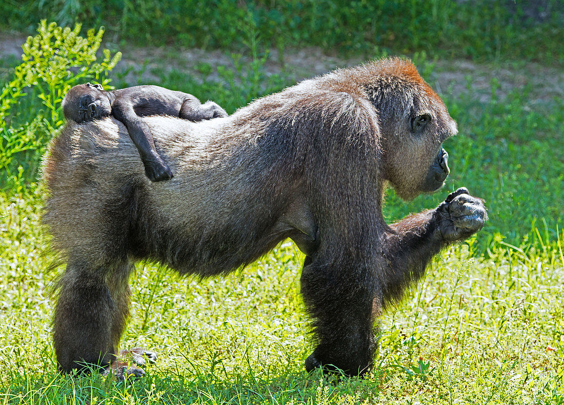 Western Lowland Gorilla Mother with Baby