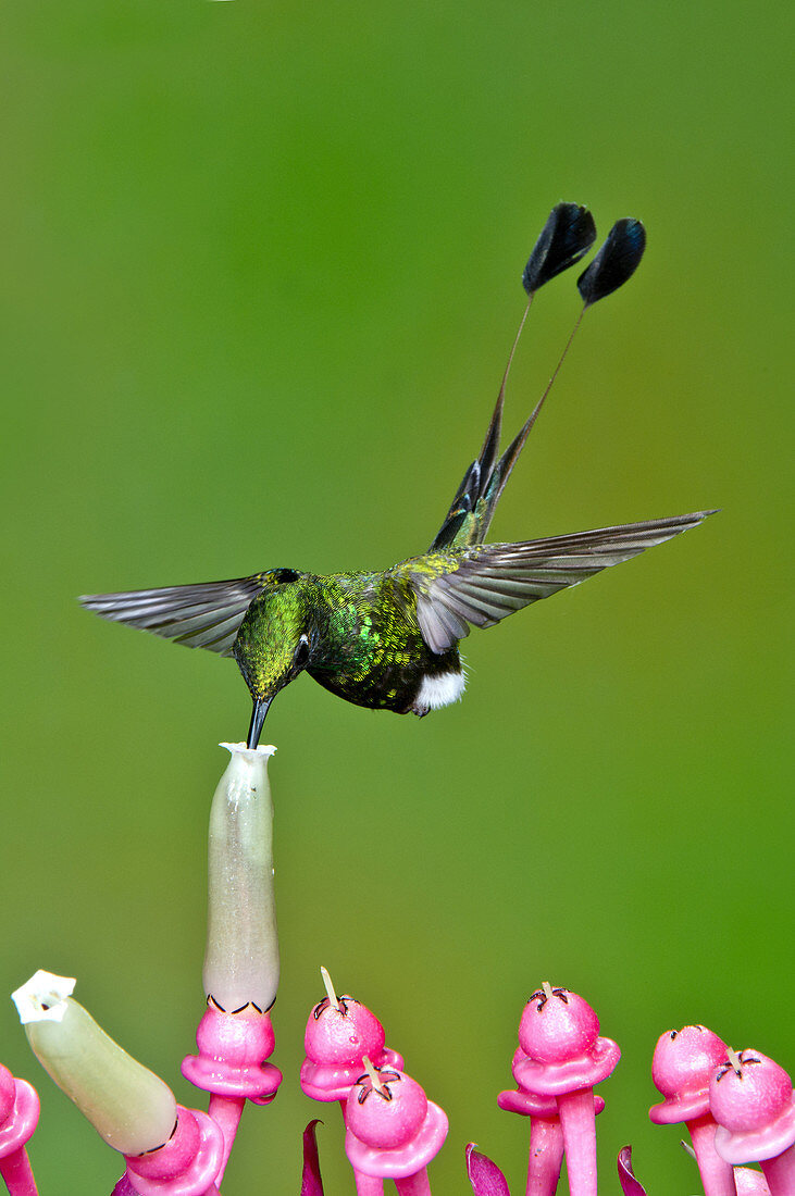 Booted Racket-tail Hummingbird