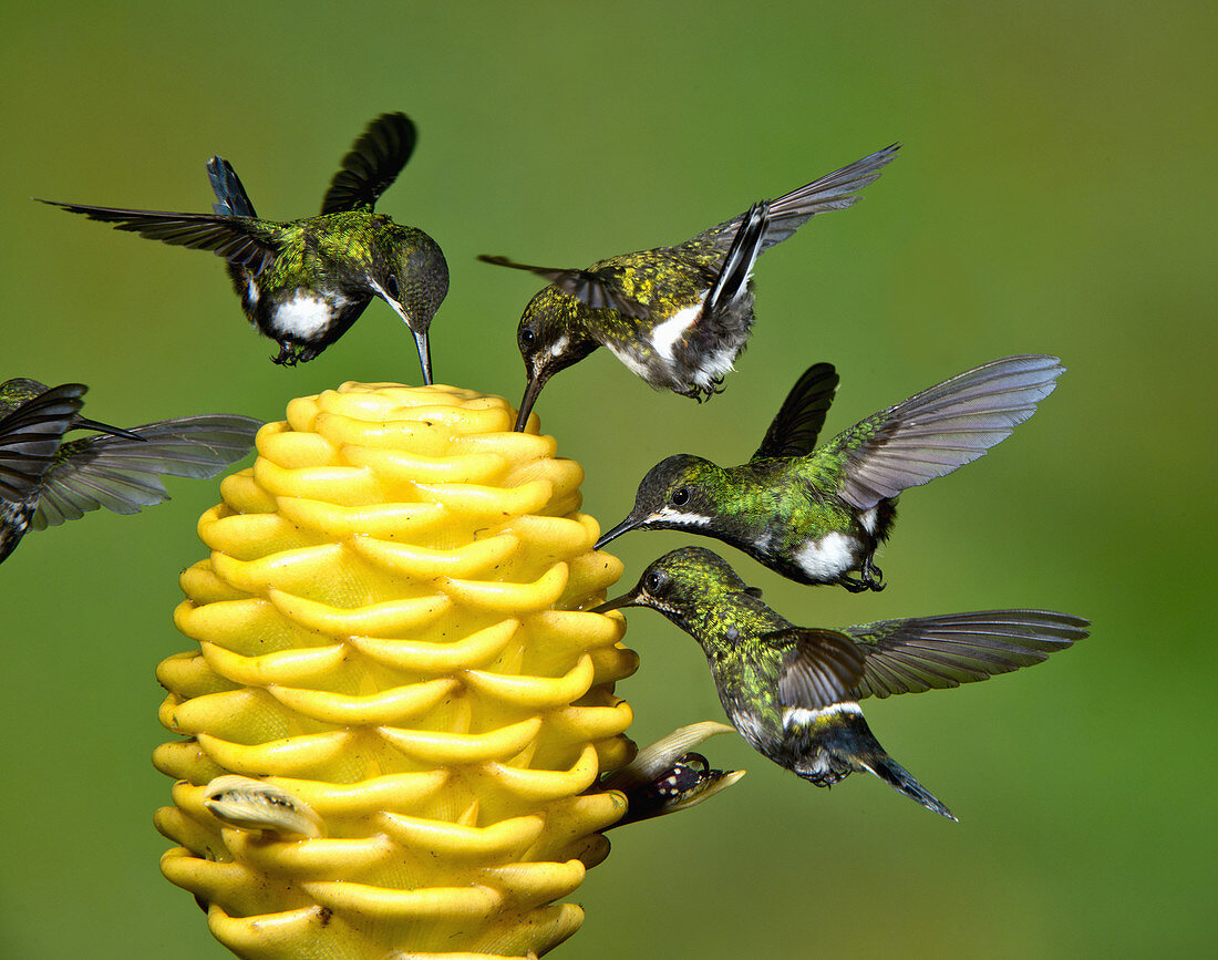 Green Thorntail Hummingbirds