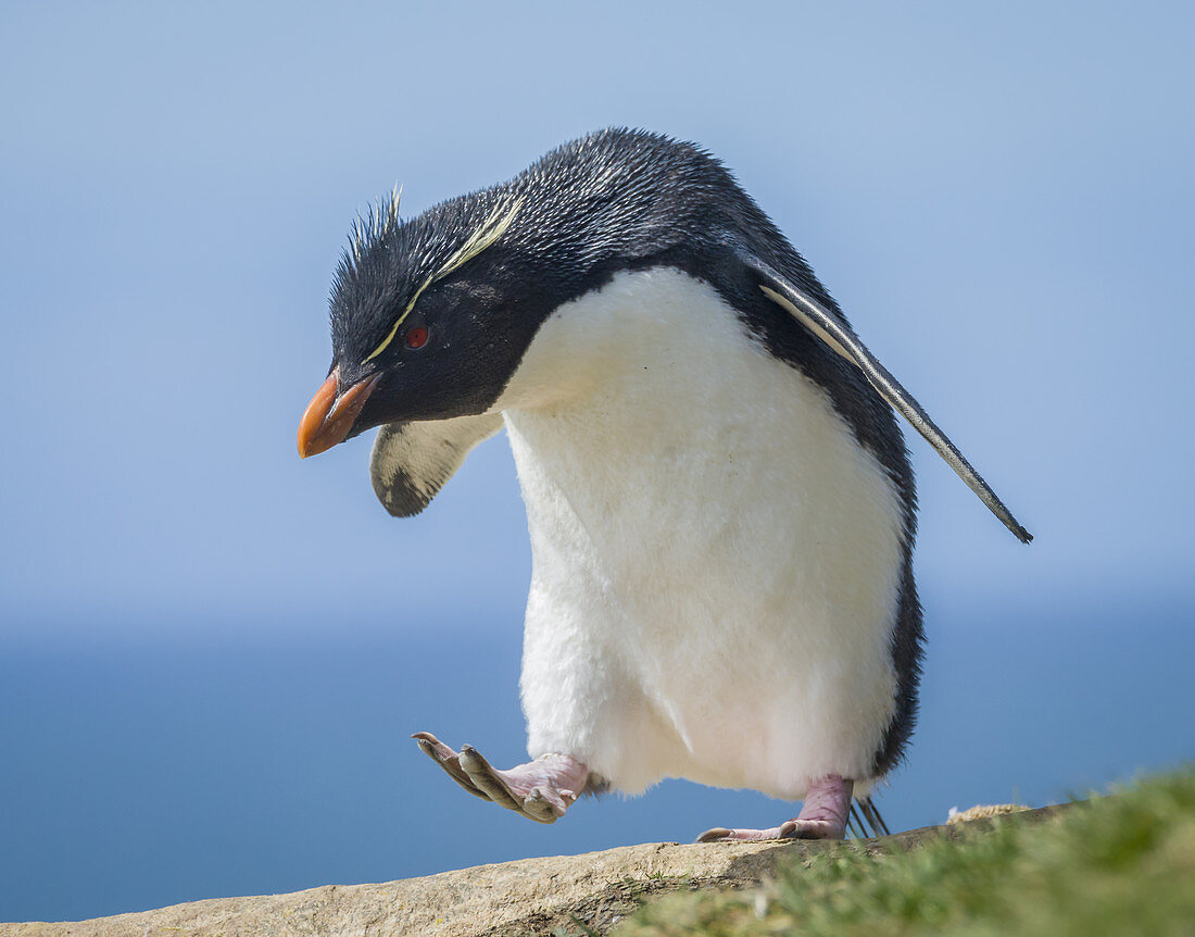 Rockhopper Penguin Marching Across Rocks