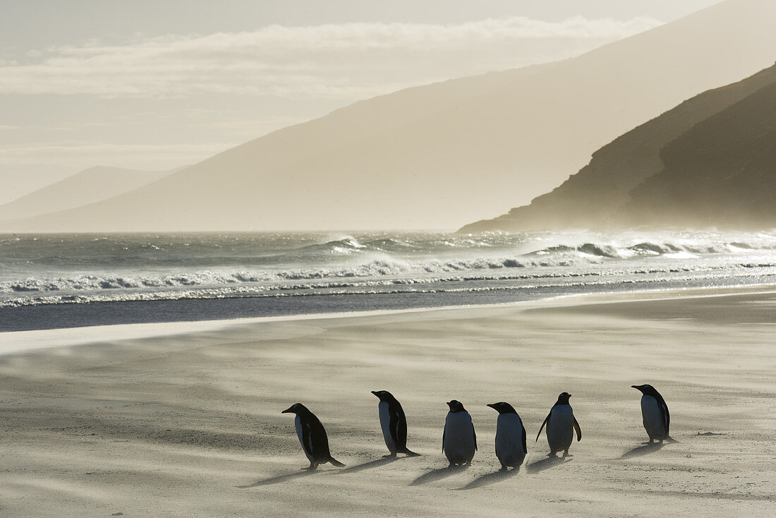 Gentoo Penguins on Beach in Wind Storm