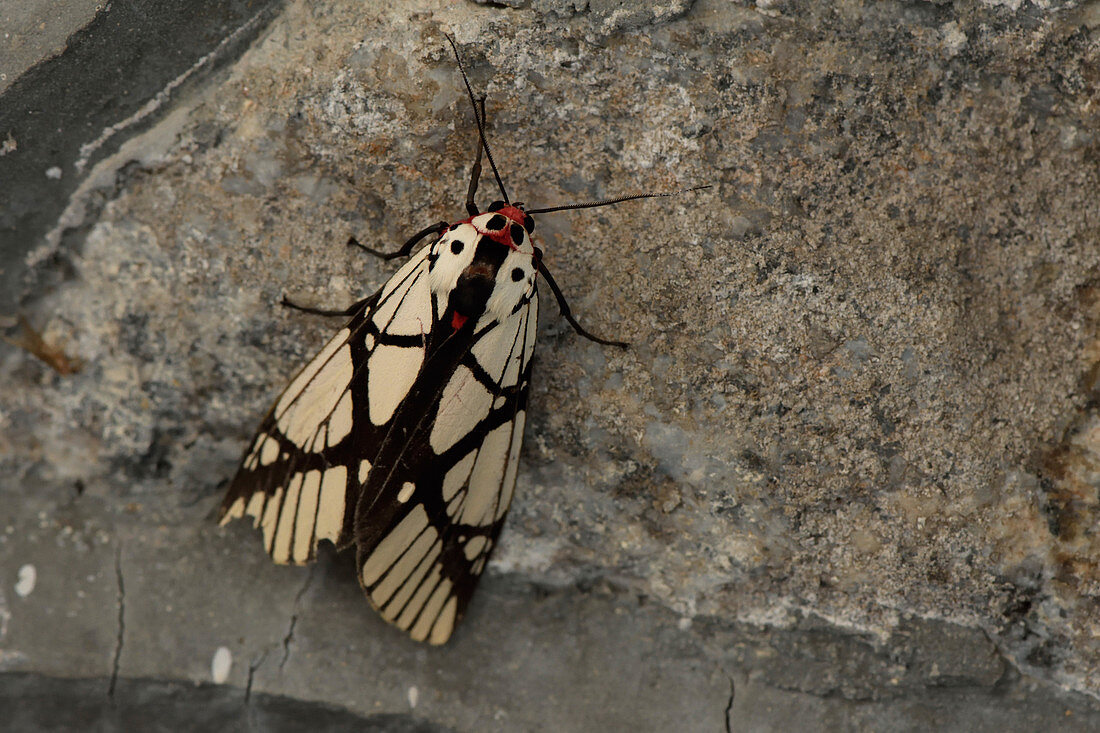 Malaysian Moth