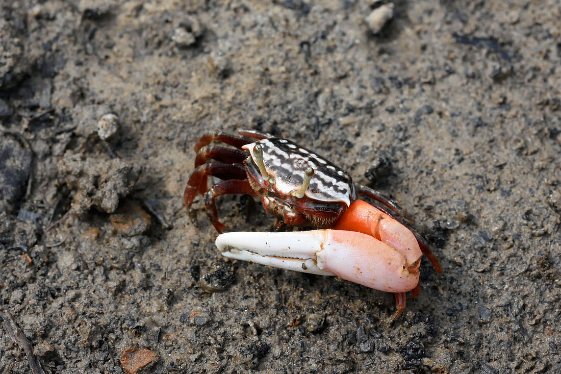Male Fiddler Crab