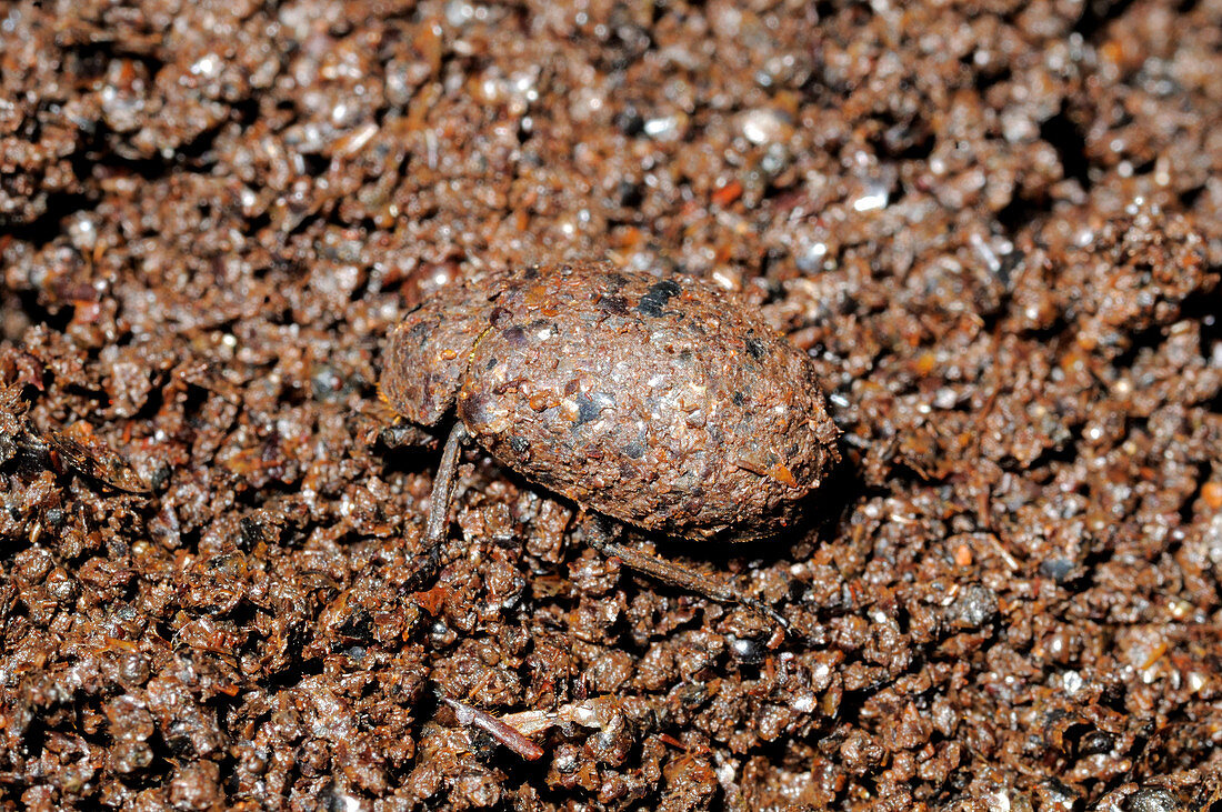 Camouflaged Cave Beetle