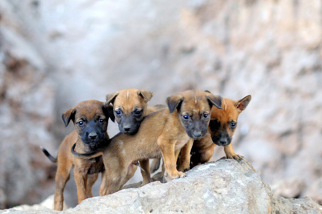 Feral Puppies