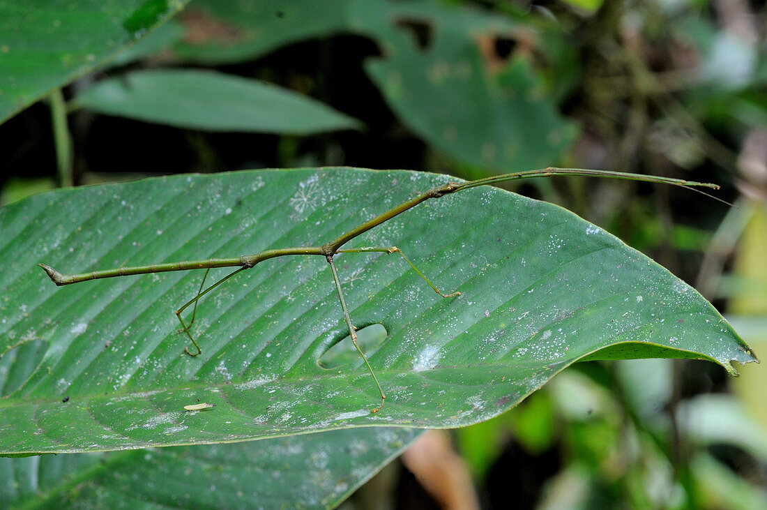 Stick Insect on leaf