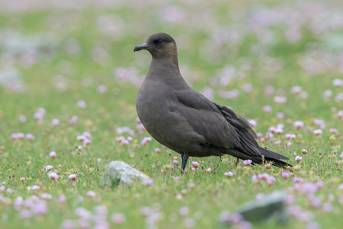 Arctic Skua (Stercorarius parasiticus)