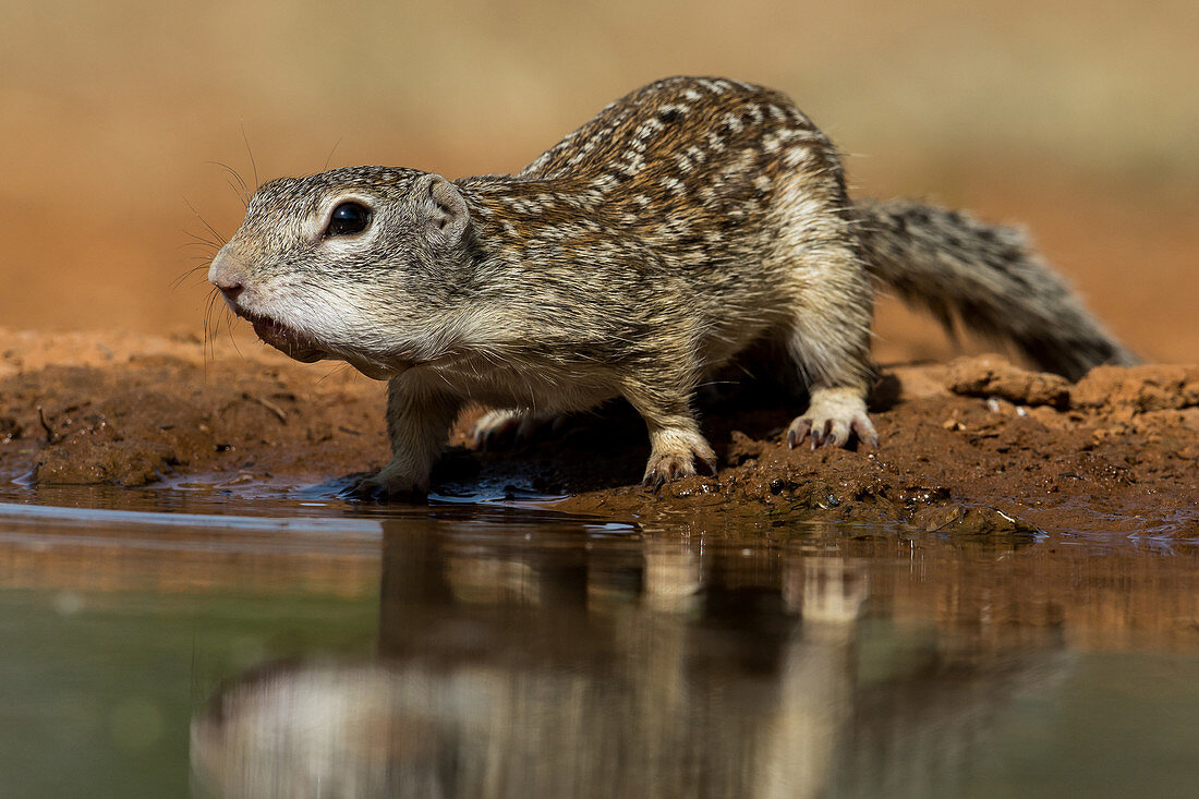 Mexican Ground Squirrel