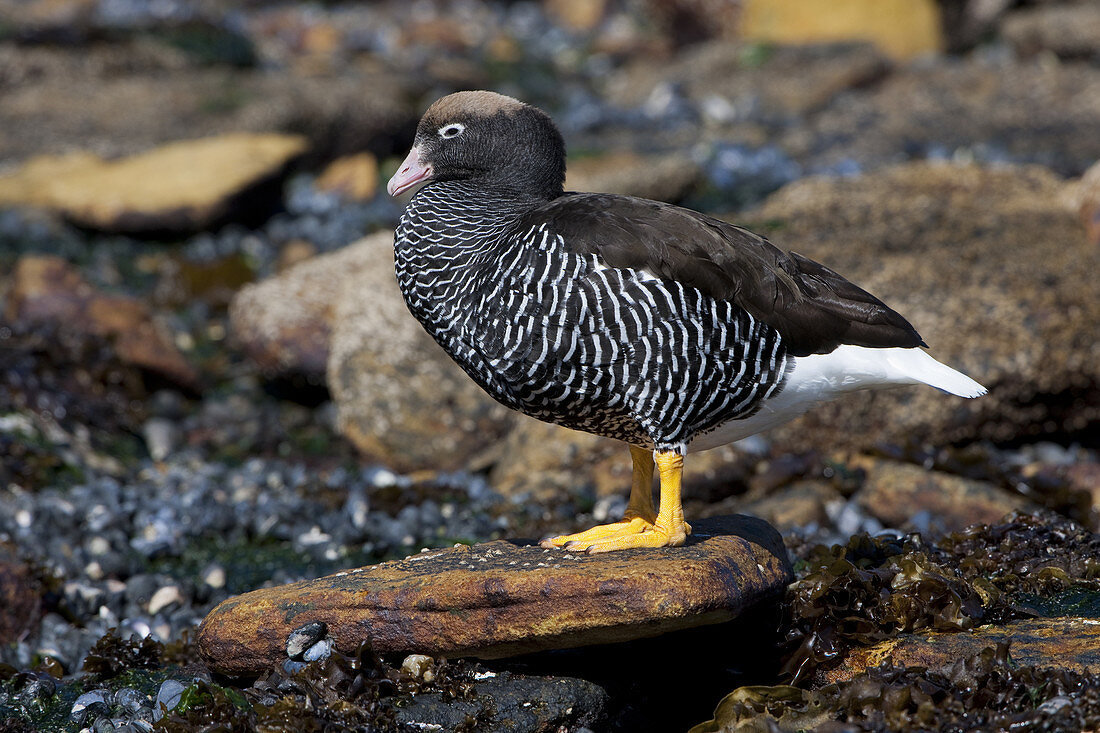 Female Kelp Goose