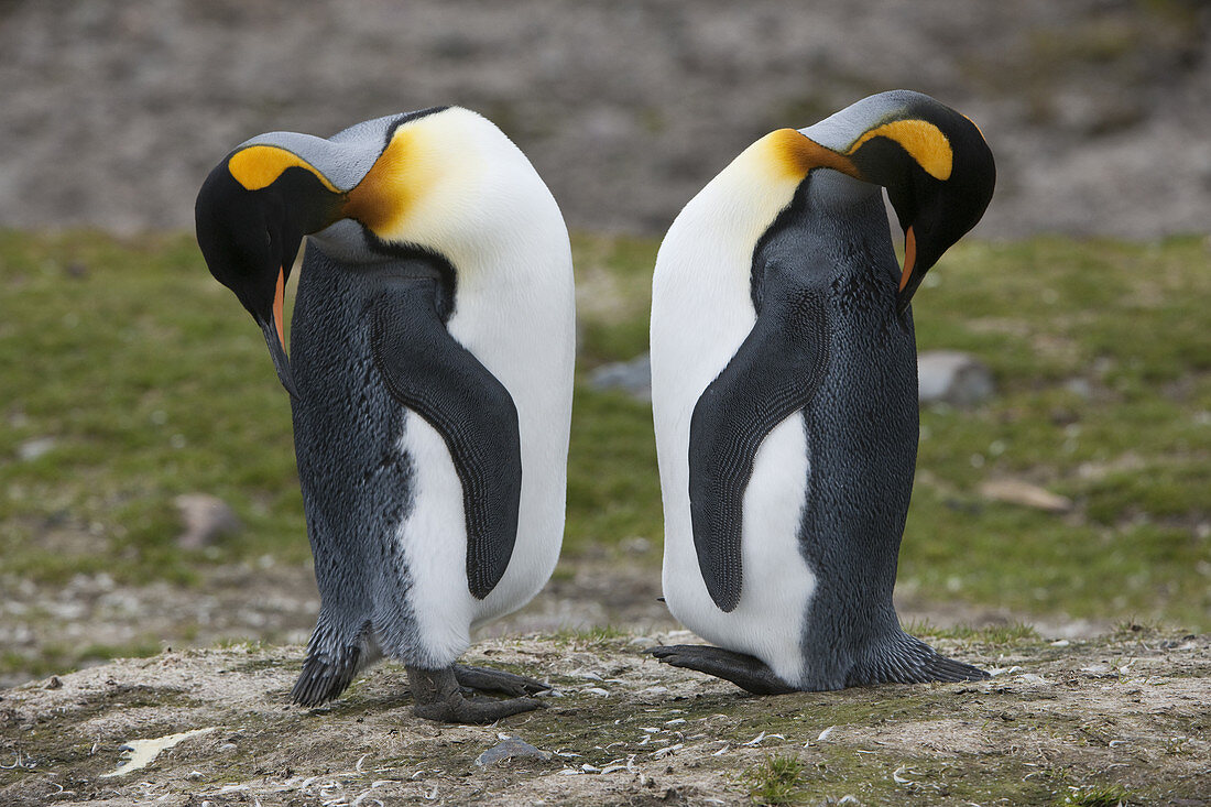 King Penguins Preening